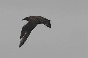 greatskua_helvickardmore_26092009_img_1496_small.jpg