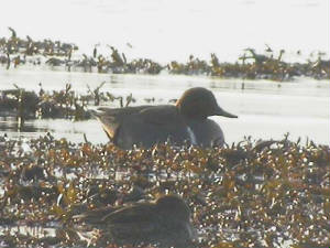 green-wingedteal_male_2_quanns_21jan2006.jpg