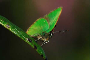 green1_vee_03062011.jpg