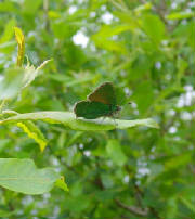 greenhairstreak_monavullaghs_05062010_snv34478.jpg