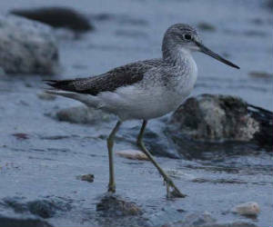 greenshank_cunnigar_25jan2009_img_9764_small.jpg