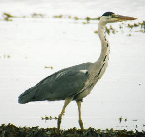 greyheron_ballinard_24june2006.jpg