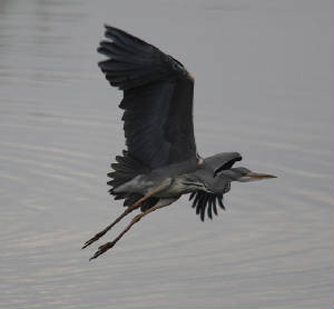 greyheron_cappoquin_02042012_dc_img_2508_medium.jpg