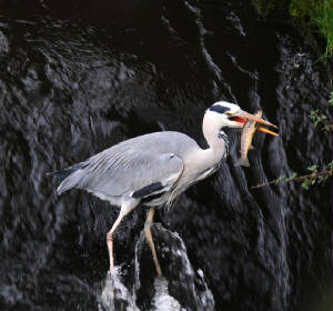 greyheron_nirevalley_15112012_dc_img_0706_medium.jpg