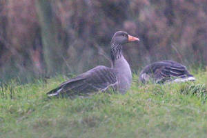 greylag_nrportlaw_15012010_img_5966_small.jpg