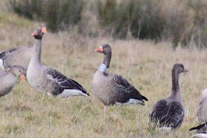 greylags_coolfin_19022010_img_4146_small.jpg