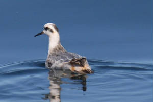 greyphal_minehead_09022009_img_0844_small.jpg