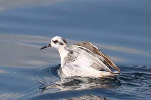 greyphal_minehead_09022009_img_0860_small.jpg