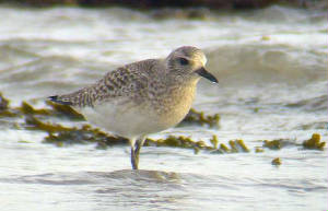 greyplover_ballinard_27dec2006.jpg