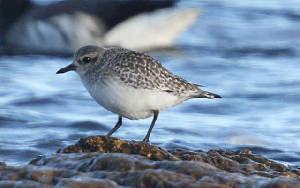 greyplover_ballinclamper_28112010_img_1491_small.jpg