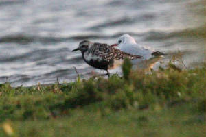 greyplover_cunnigar_21082009_img_7705_small.jpg