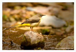 greywagtail_ballydwan_rz_31032012.jpg