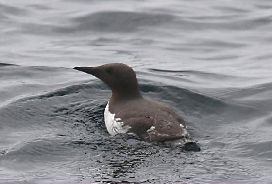 guillemot_offminehd_02082011_img_1195_small.jpg