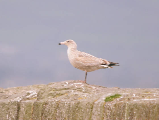 gull_ballynagaul_17022012_dsc_2877.jpg