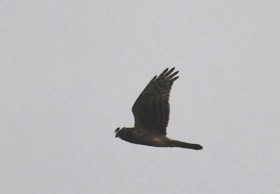 harrier3_knockmealdowns_22092011_.jpg