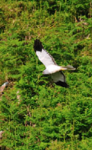 harrierhunting5_10072011.jpg
