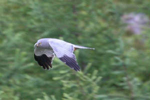 henharrier_male_knockmealdowns_04072010_img_1151_small.jpg