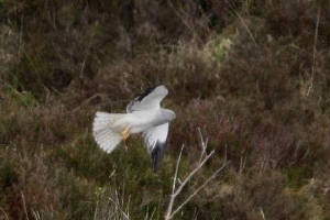 henharrier_nearknockmealdowns_30052010_img_6930_small.jpg