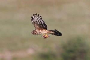 henharrier_ringtail_knockmealdowns_05072010_img_1664_small.jpg