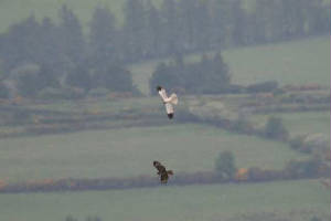 henharrierbuzzard_nrknockmealdowns_30052010_img_7084_small.jpg