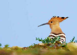 hoopoe1_whitingbay_21032009_.jpg