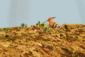 hoopoe2_whitingbay_21032009.jpg