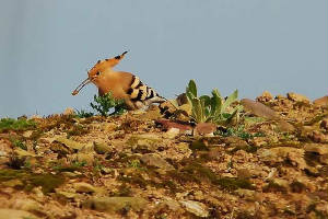 hoopoe3_whitingbay_21032009.jpg