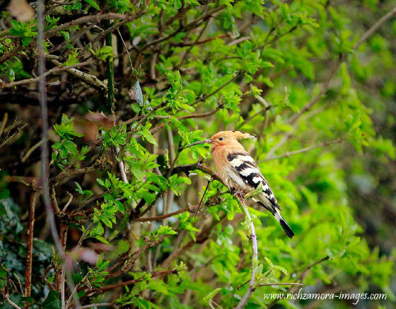 hoopoe_creadanhd_17042013_rz_mg_9211.jpg
