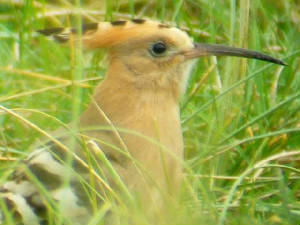 hoopoe_cunnigar_30sep2006_p1050495.jpg