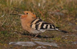 hoopoe_maggot_carrignagour_11042015_adm_s.jpg