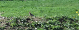 hoopoe_whitingbay_18032012_cfo_dscf2313.jpg