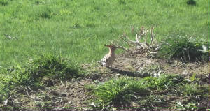 hoopoe_whitingbay_18032012_cfo_dscf2315.jpg