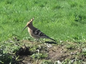 hoopoe_whitingbay_18032012_cfo_dscf2319.jpg