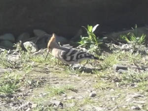 hoopoe_whitingbay_18032012_cfo_dscf2320.jpg