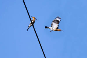 hoopoes_nrwfdcity_25032012_mg.jpg