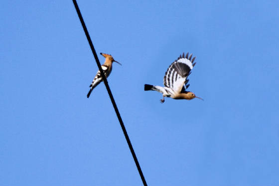 hoopoes_nrwfdcity_25032012_mg.jpg