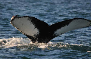 humpback_flukesmall_22012011.jpg