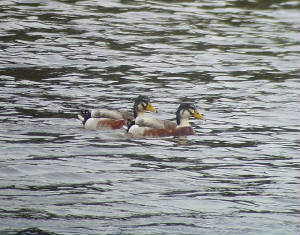 hybrid_mallard_ballyshunnock_26042009_snv32886.jpg