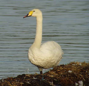 hybswan_knockaderry_13082009_snv33539.jpg