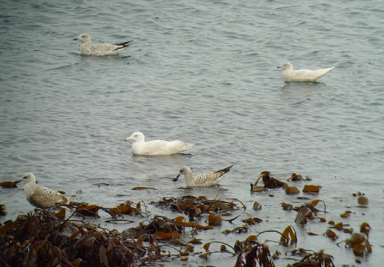 icelandglaucous_boatstrand_mc_13012012_snv38813.jpg