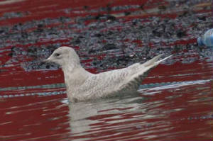 icelandgull_1stw_helvick_25jan2009_img_9728_small.jpg