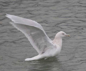 icelandgull_adult_helvick_25jan2009_img_9690_small.jpg