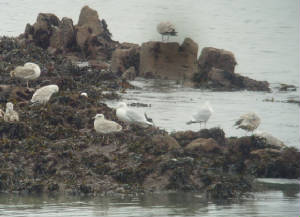 icelandgull_adult_helvick_mc_28012012_snv38688.jpg