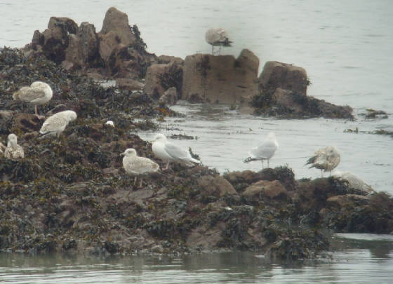 icelandgull_adult_helvick_mc_28012012_snv38688.jpg
