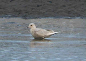 icelandgull_dungarvan_1apr2005_2.jpg