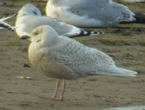 icelandgull_dungarvan_2dec2006_2.jpg