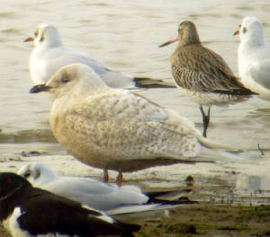 icelandgull_dungarvan_2dec2006_3.jpg