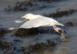 icelandgull_helvick_10feb2009_img_0106_small.jpg