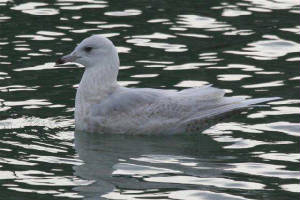 icelandgull_helvick_14feb2007_img_6360.jpg