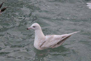 icelandgull_helvick_14feb2007_img_6442.jpg